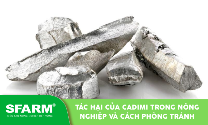 Cadimi trong nông nghiệp làm giảm năng suất và chất lượng nông sản