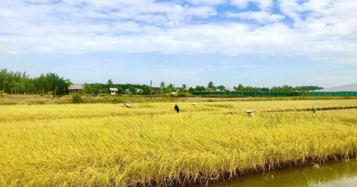 Điều kiện để triển khai mô hình lúa hữu cơ