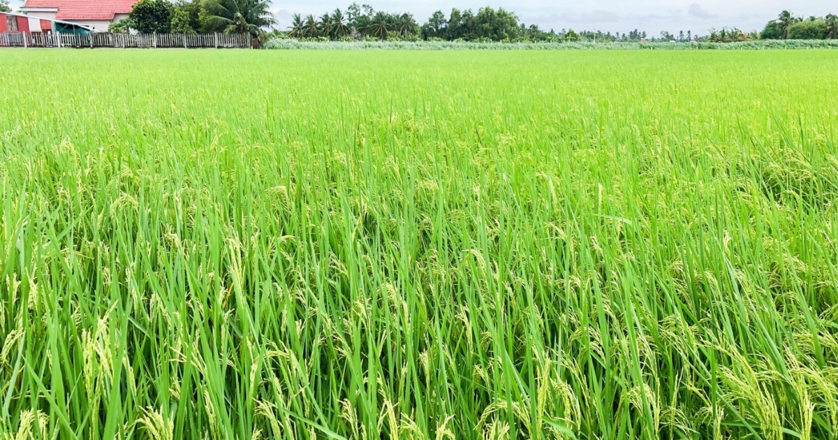 Nguyên tắc trong canh tác lúa hữu cơ 
