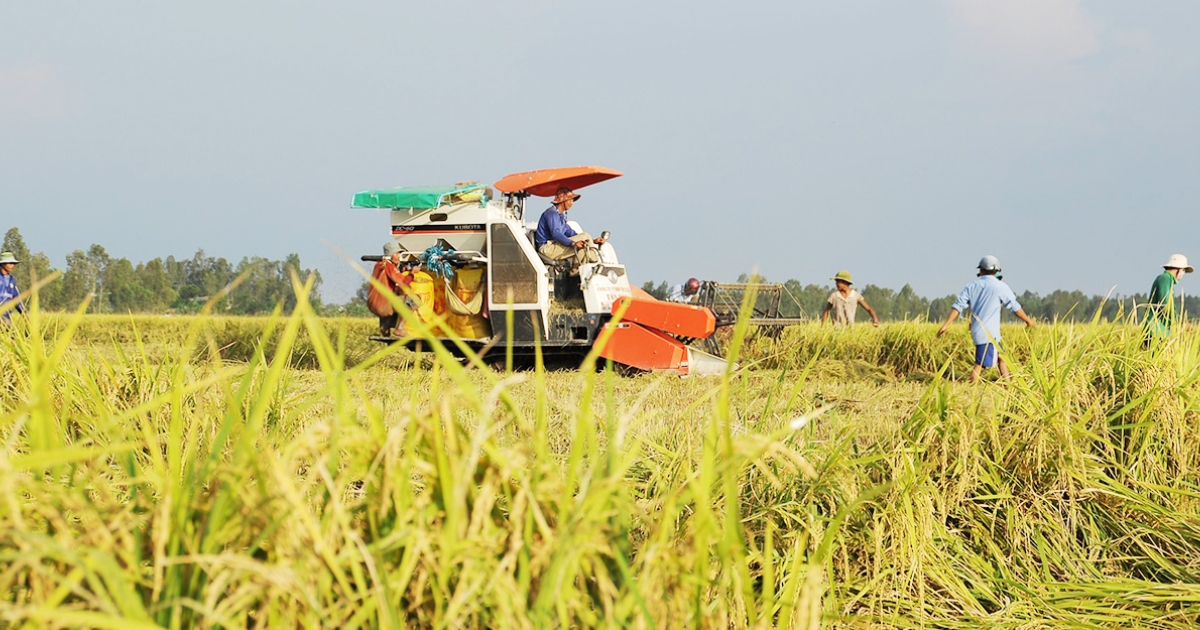 Hiệu quả canh tác lúa hữu cơ