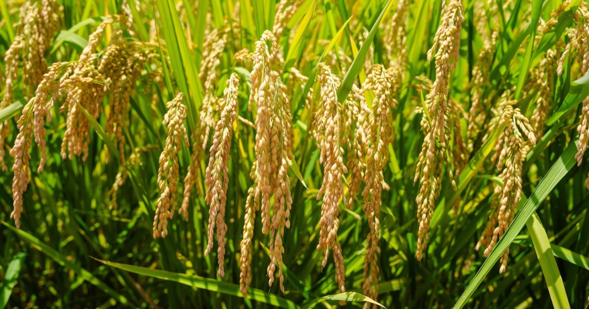 Một số mô hình lúa hữu cơ tiêu biểu