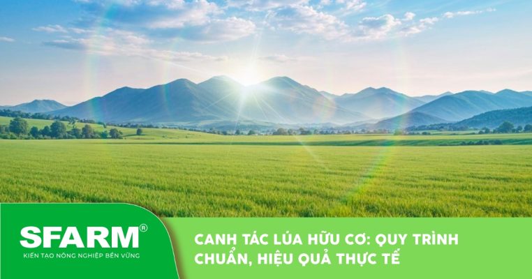 Canh tác lúa hữu cơ: Quy trình chuẩn, hiệu quả thực tế