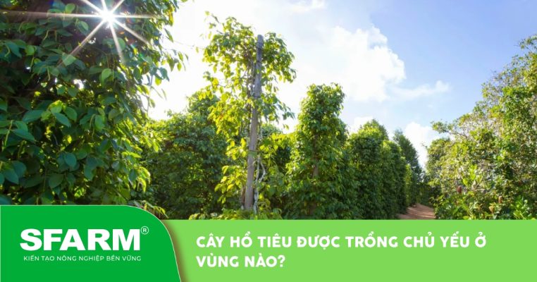 Cây hồ tiêu được trồng chủ yếu ở vùng nào tại Việt Nam?