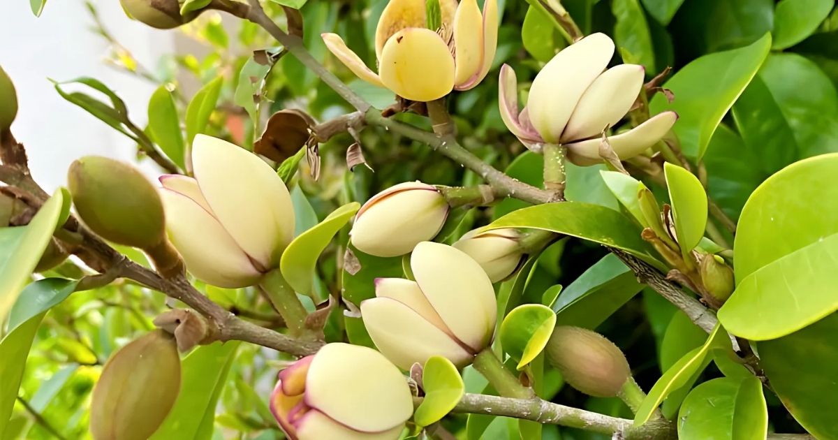 Cách trồng cây lan tiêu giống cho người bắt đầu trồng