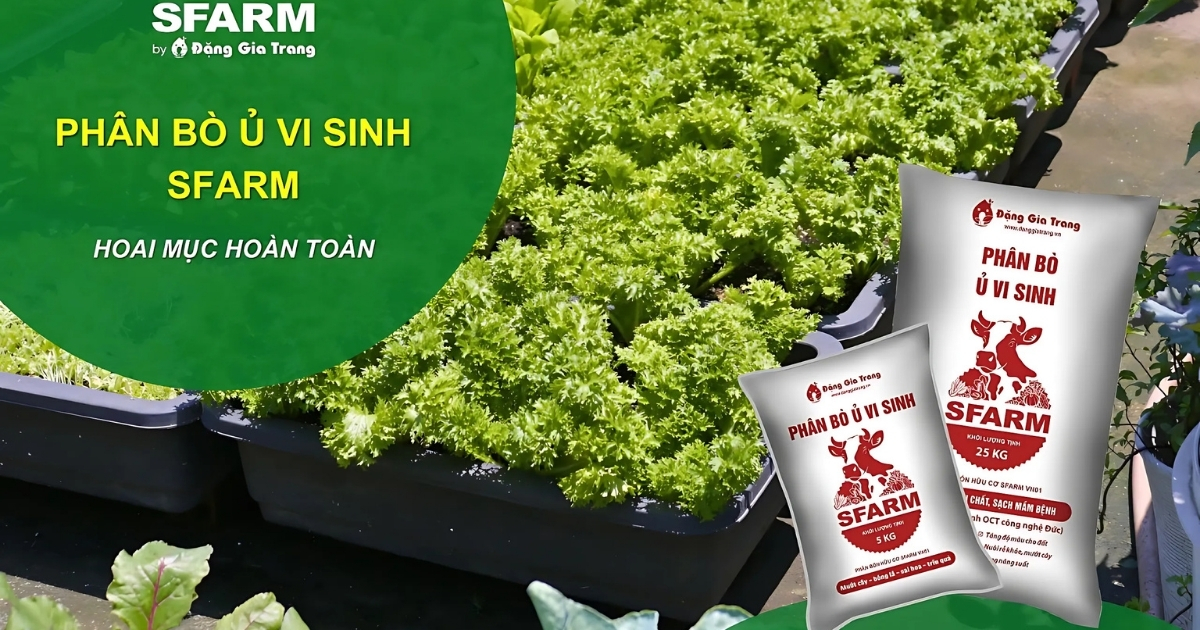 Dùng phân bò ủ vi sinh cho cây phát triển một cách tốt nhất