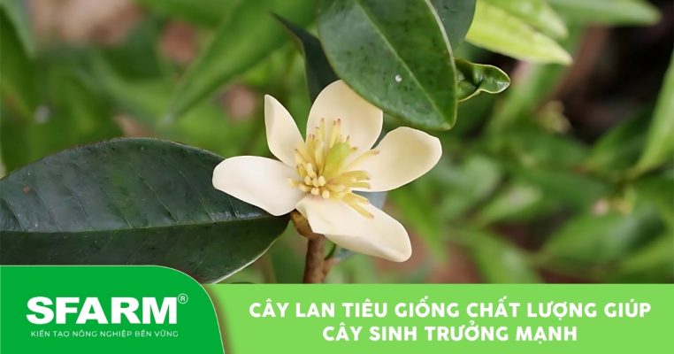 cay lan tieu giong hinh dai dien