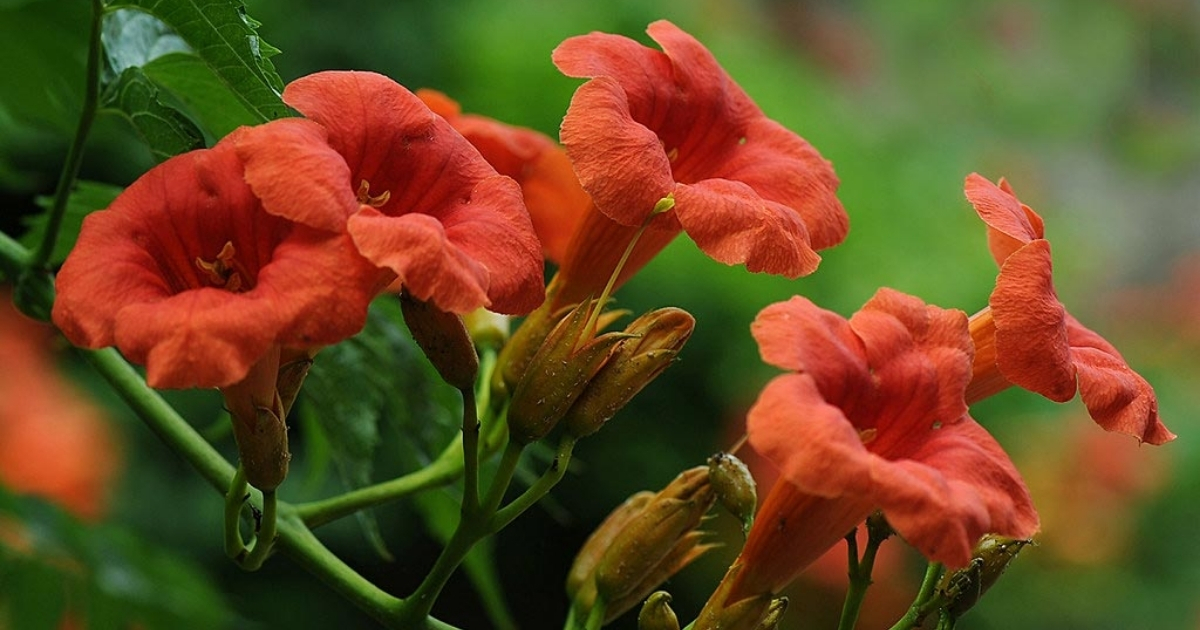Đặc điểm hoa lan tiêu