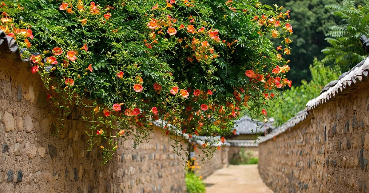 Hoa lan tiêu trồng ở hàng rào