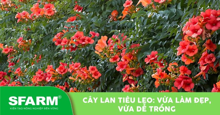 Giàn cây lan tiêu leo nở hoa rực rỡ, được trồng để làm đẹp tường rào, cổng nhà hoặc ban công.