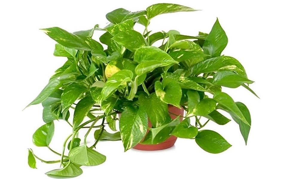 Cây vạn niên thanh