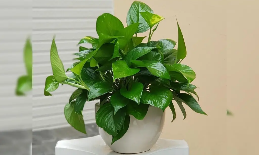 Cây trầu bà