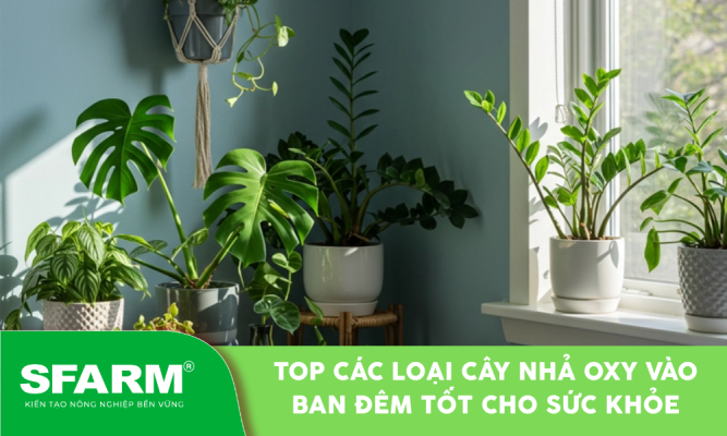 Cây nhả oxy vào ban đêm hỗ trợ thanh lọc không khí