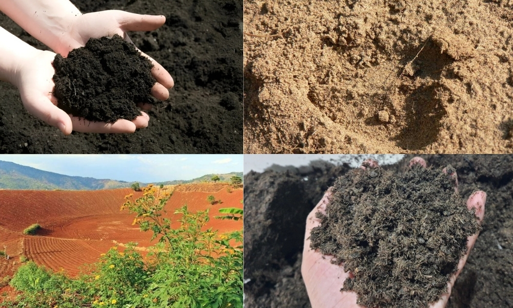 Các loại đất phù hợp cho cây bạch đàn phát triển