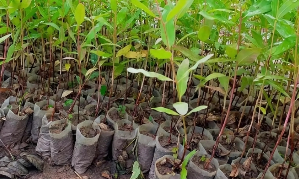 Chọn cây giống để trồng cây bạch đàn