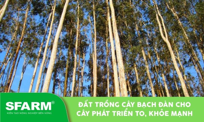 Đất trồng cây bạch đàn cho cây khỏe, gỗ chất lượng