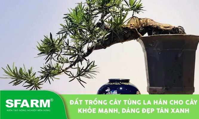 Đất trồng cây tùng la hán cần tơi xốp, thoát nước tốt và giàu dinh dưỡng