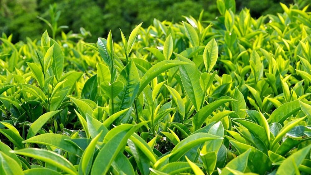 đất trồng chè
