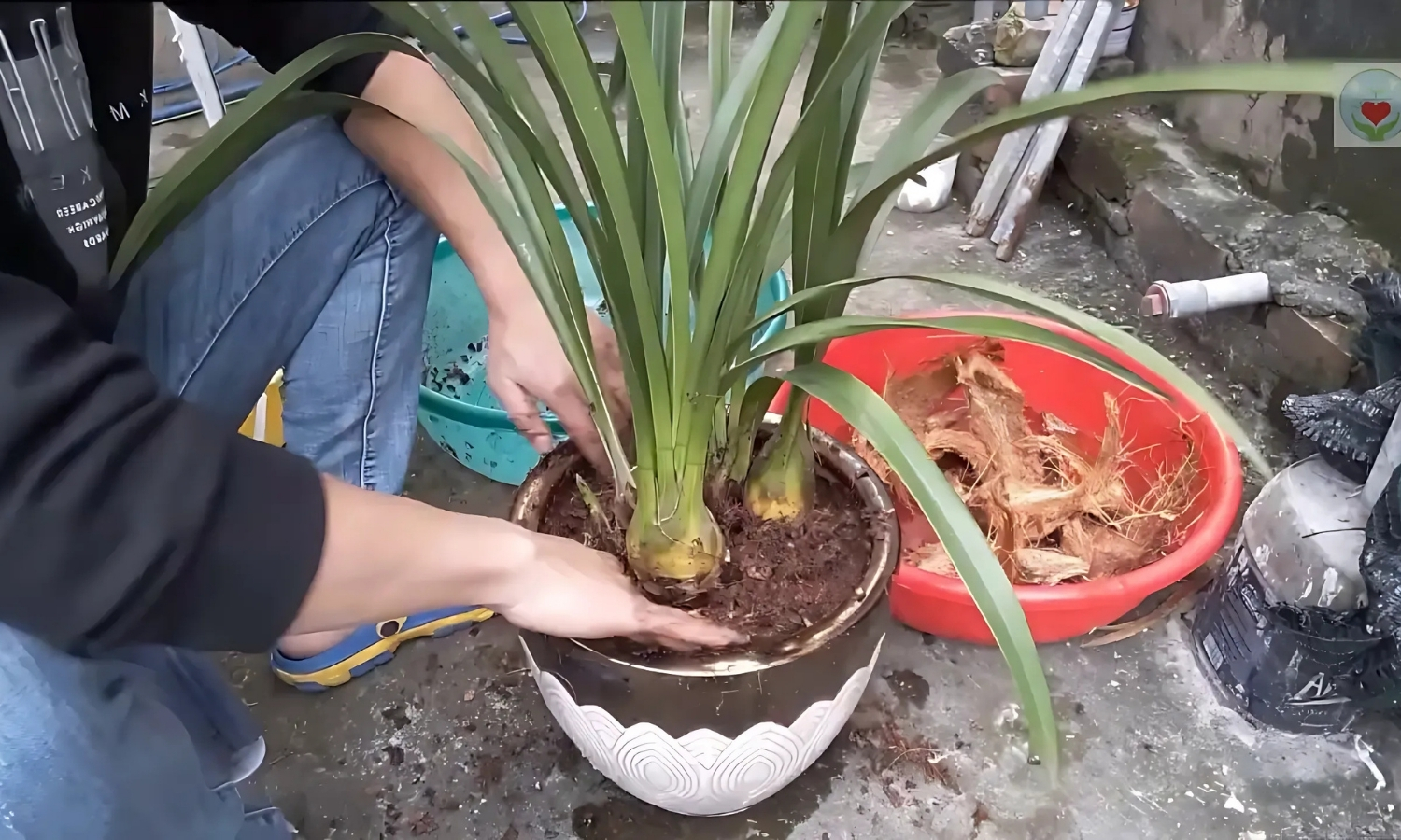 Giá thể đất trồng địa lan thoáng khí, giữ ẩm hiệu quả