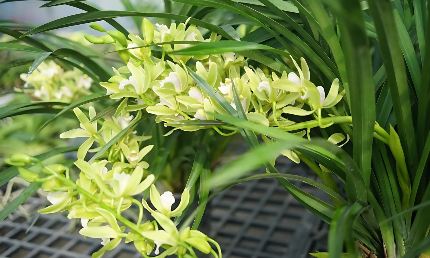 Đặc điểm cây địa lan