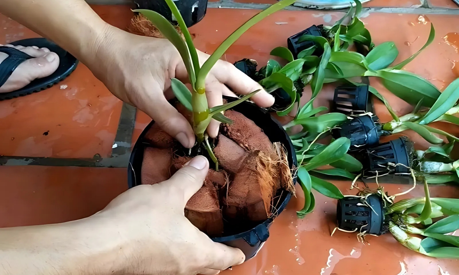 Dùng xơ dừa cho đất trồng địa lan