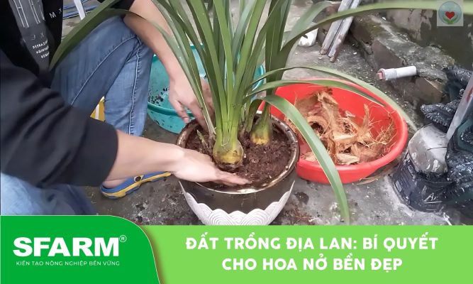 Đất trồng địa lan giúp cây phát triển khỏe mạnh, ra hoa bền đẹp