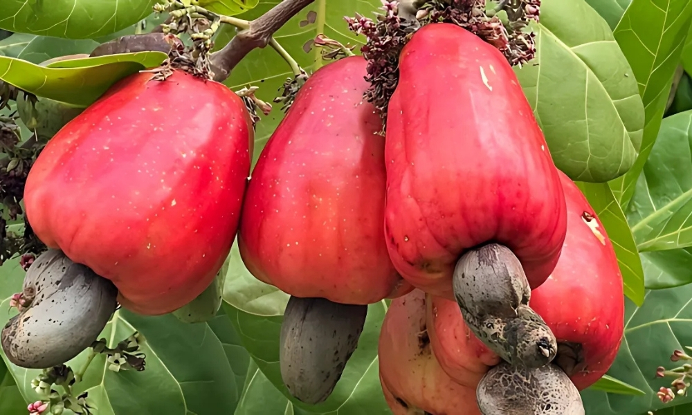 Đất trồng điều phù hợp giúp cây ra quả to, hạt chắc