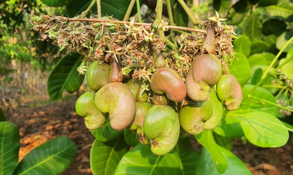 Cây điều ra trái tốt khi được trồng trong điều kiện sinh trưởng tốt