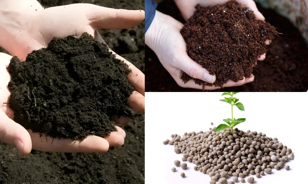 Bón lót phân chuồng hoai mục, phân hữu cơ kết hợp phân lân để cung cấp dinh dưỡng cho cây