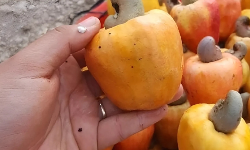 Quả điều sau khi được thu hoạch