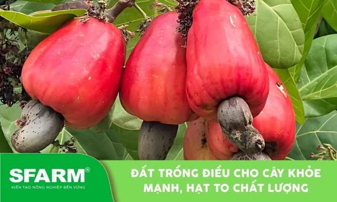 Quả điều chín đỏ mọng, phát triển tốt nhờ đất trồng điều