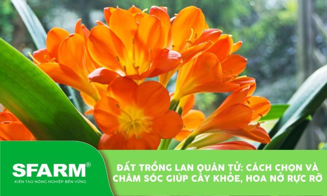 dat trong lan quan tu
