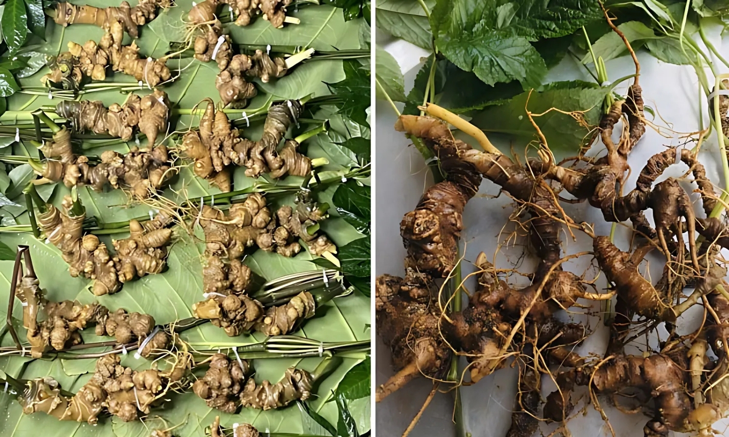 Sâm Ngọc Linh và sâm Lai Châu