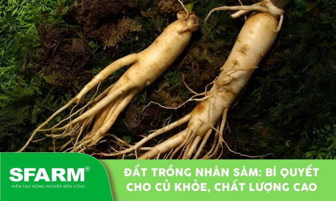 Đất trồng nhân sâm tơi xốp, giàu dinh dưỡng giúp cây phát triển khỏe mạnh