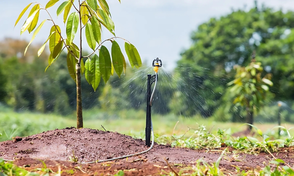 Vườn sầu riêng phát triển tốt nhờ đất tơi xốp, thoát nước tốt