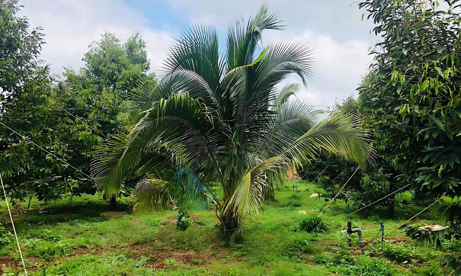 Trồng xen canh giúp tăng độ phì cho đất