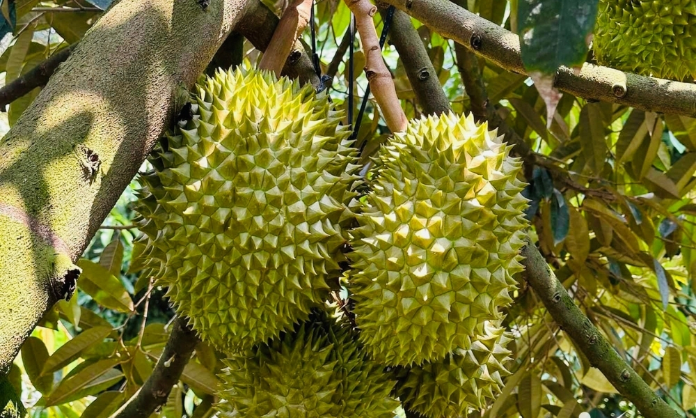 Cây sầu riêng sinh trưởng mạnh trong điều kiện đất giàu dinh dưỡng