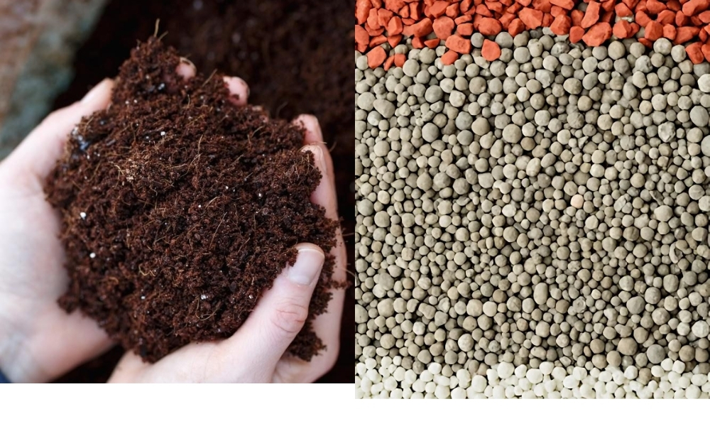 Bón phân hữu cơ và phân bón NPK để cung cấp dinh dưỡng ban đầu