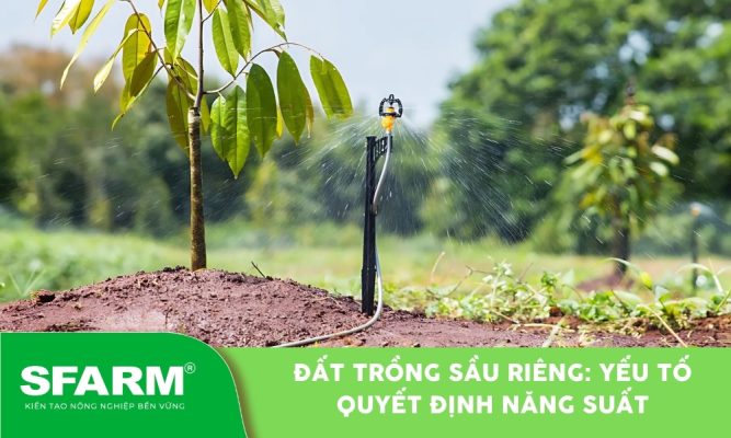 Đất trồng sầu riêng - khả năng ra hoa, đậu trái và chất lượng trái