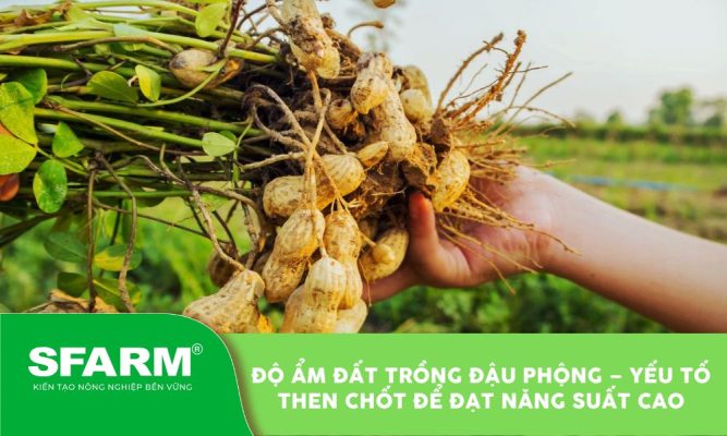 do am dat trong dau phong