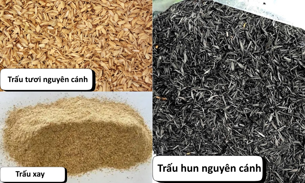 Phân biệt trấu tươi - Trấu xay - Trấu hun