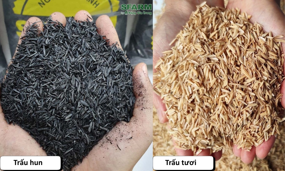 So sánh trấu hun và trấu tươi