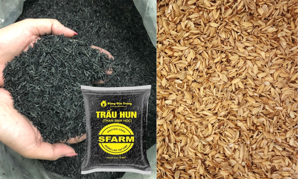 Trấu hun và trấu tươi
