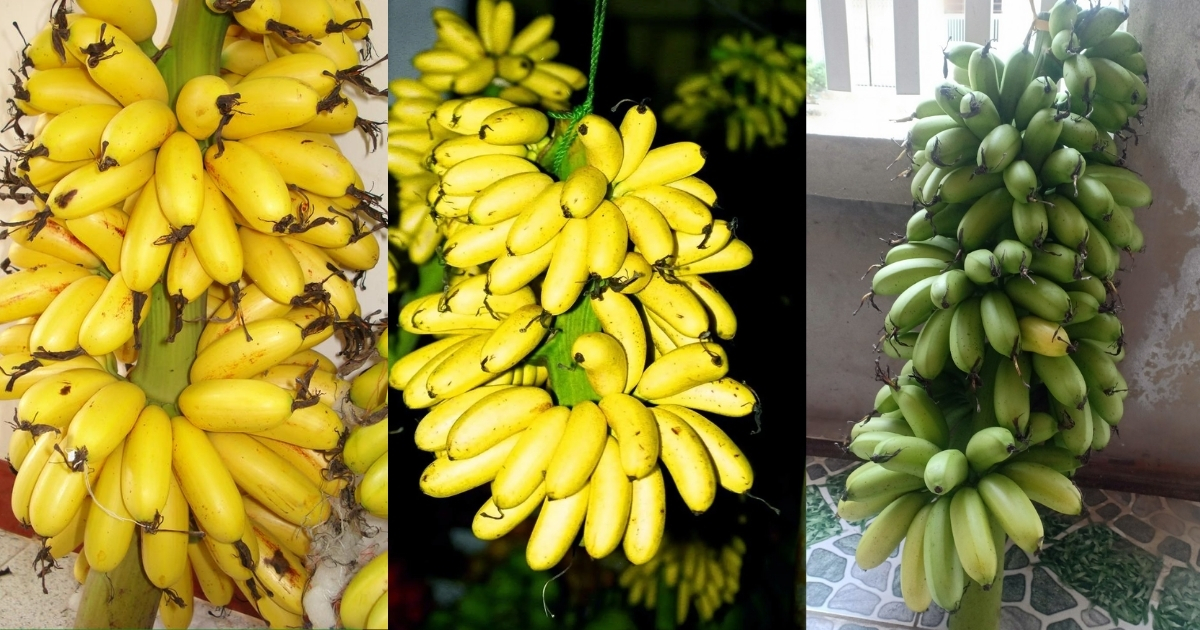 Cách trồng cây chuối ngự hiệu quả
