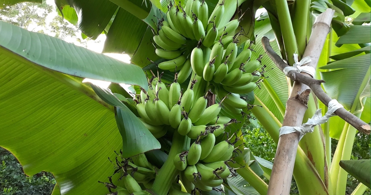 Cây chuối ngự