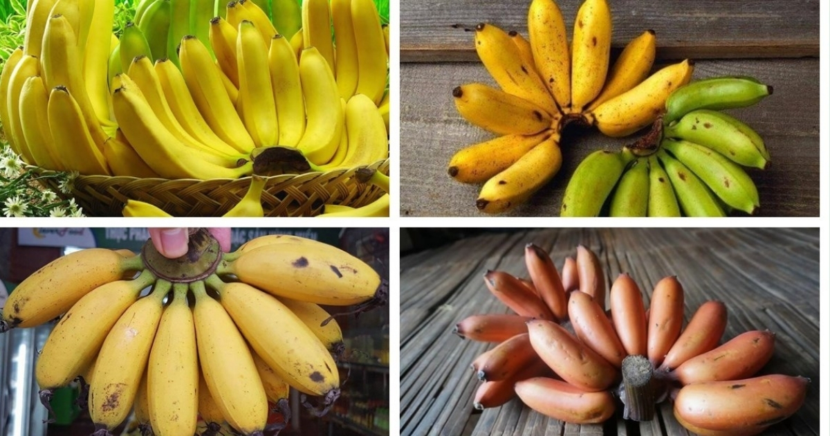 Phân biệt chuối ngự với các giống chuối khác