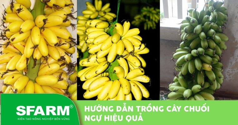 Hướng dẫn kỹ thuật trồng cây chuối ngự hiệu quả