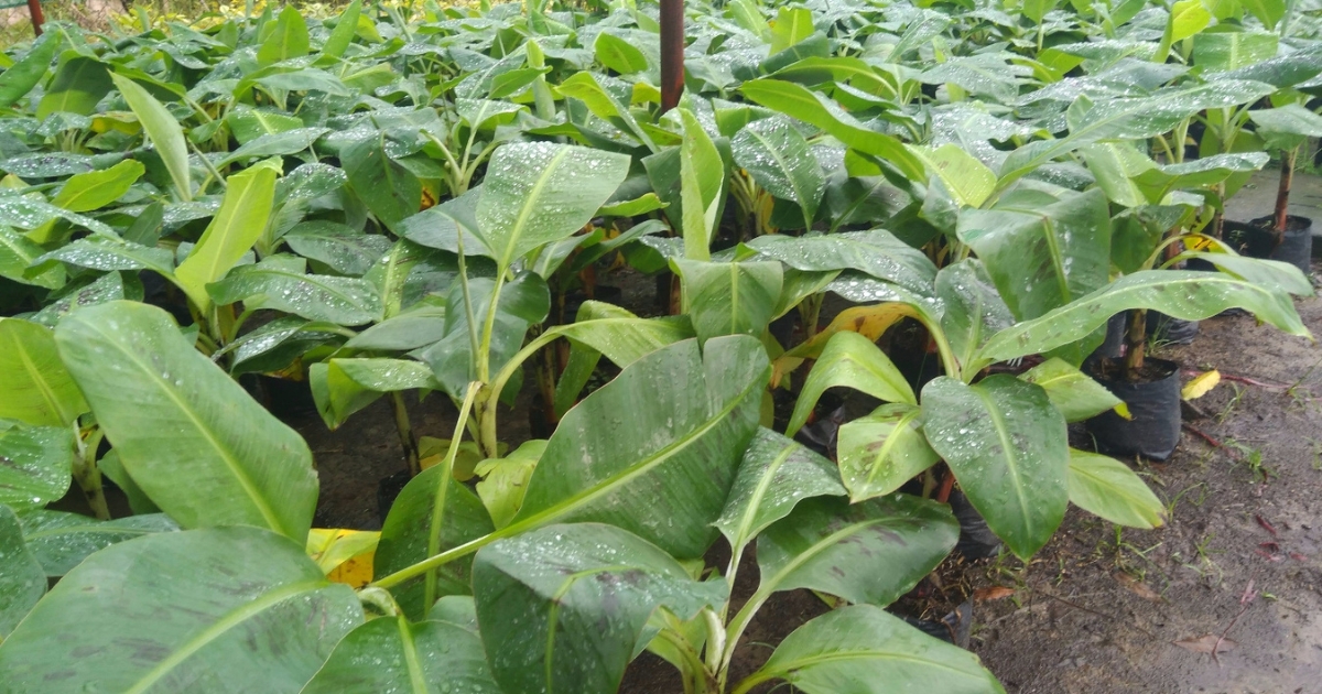 Các bước trồng chuối tiêu từ chọn giống đến trồng cây Các bước trồng chuối tiêu từ chọn giống đến trồng cây