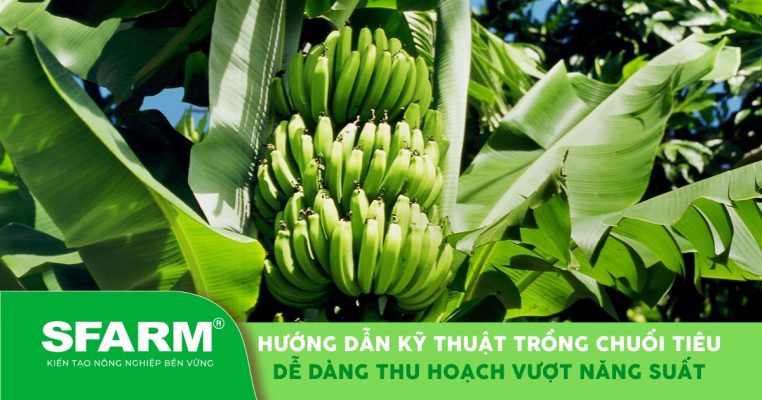 Hướng dẫn kỹ thuật trồng chuối tiêu, thu hoạch vượt năng suất