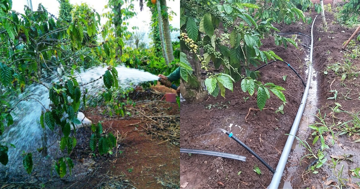 Quản lý nước tưới sau thu hoạch