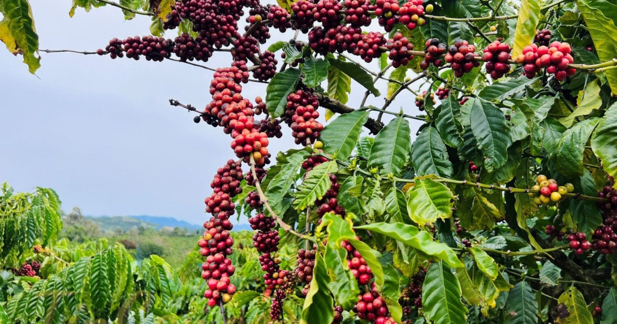 Phòng trừ sâu bệnh hại cây cà phê